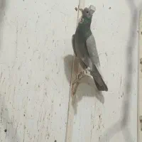 نر نقره ای چندتا پلنگ