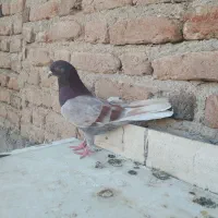 کبوتر