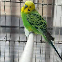 جفت مرغ عشق