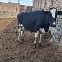 گاو|حیوانات مزرعه|کوهسرخ, |دیوار