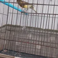 قناری نر بخون