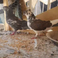 یه جفت نر ماده با جوجه