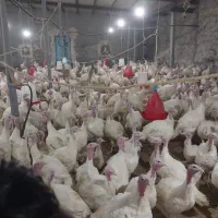 جوجه بوقلمون بیوتی 6