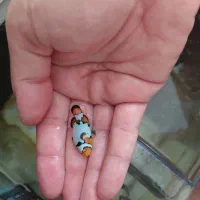 دلقک ماهی آبشور