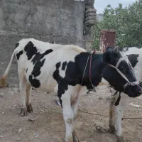 گوساله 14ماهه هلشتاین