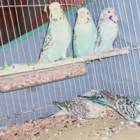 مرغ عشق فروشی