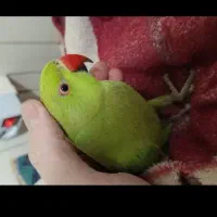 طوطی ملنگون دستی چلوندنی