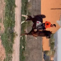 اسب کورد۵ساله