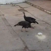 بوقلمون ماده ۲ عدد تخم گذار