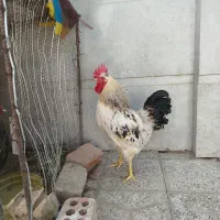 خروس