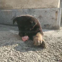 سگ ژرمن|سگ|باغستان, |دیوار