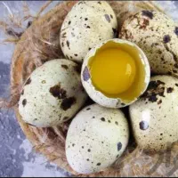 تخم بلدرچین ارگانیک