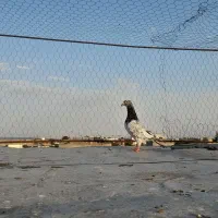 کبوتر پرنده