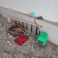 سگ پت|لوازم جانبی حیوانات|کنگاور, |دیوار