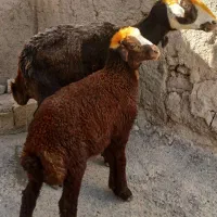 گوسفند وبره