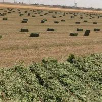 یونجه اعلا  پر گل طلای سبز