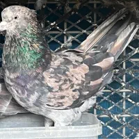 کفتر سرور گمشده