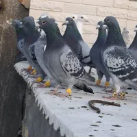 دسته پلاکی 24تای