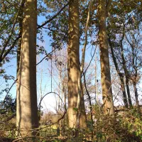 فروش درخت آزاد وسنوبر