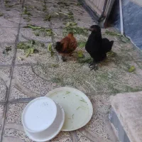 خرگوش نرنژادلپجرسی یک ساله آماده جفت گیری