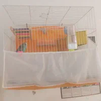 کوتوله لانه عروس و کوتوله