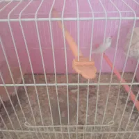 فنچ بالغ