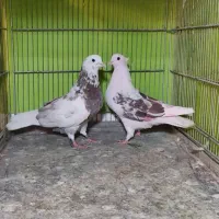 کبوترپرشی. شازده. سوسکی قاره و پشت آبی. هما پرشی