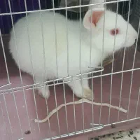خرگوش نر و ماده