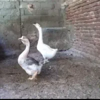 قوغاز