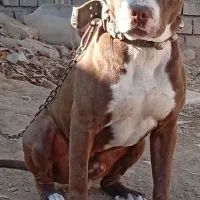 واگذاری سگ پیتبول