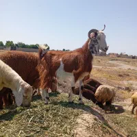 بز و بره و میش