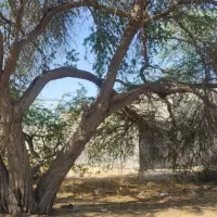 برش درخت