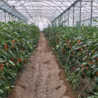 کارگر کشاورزی در گلخانه