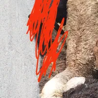 گوسفند
