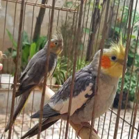عروس هلندی