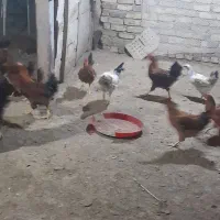خروس