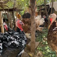 بوقلمون نر درشت رسمی ارگانیک نژاد سنگین وزن