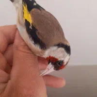 ماده سهره