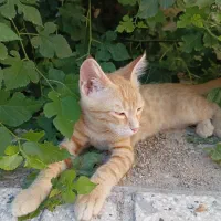 واگذاری گربه