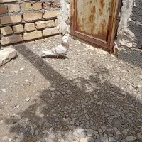 کفتر هما غریب گیری