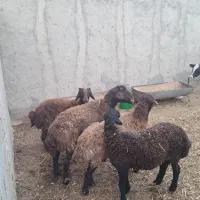 فروش گوسفند
