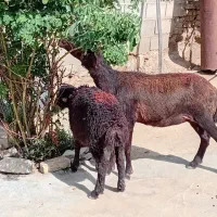 میش بره غزل اول شکم