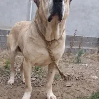 سرابی نر اصیل