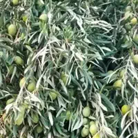زیتون کنسروی