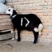 سلام1عدد گوسفند تقلی نر قوچی