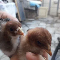 مرغ  ودوجوجه