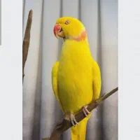 ملنگوی زرد گمشده
