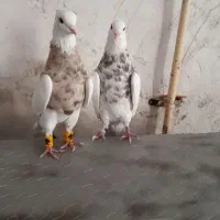 کفتر|پرنده|بوستان, |دیوار