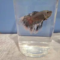 فایتر نر آماده