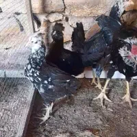 نیمچه گلین خال سوزنی